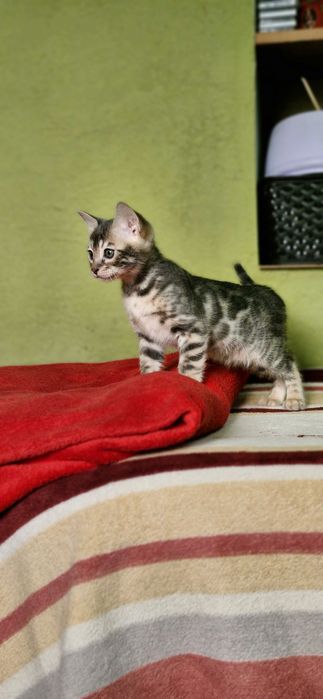 Бенгальская кошка