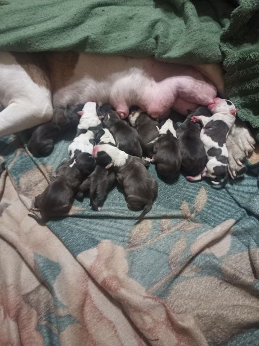 Продажа щенков стафордширский терьер