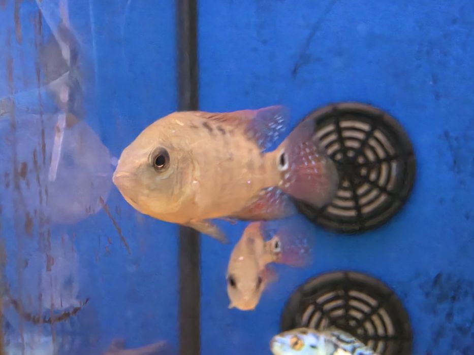 Red Terror (Mesoherus Festae)