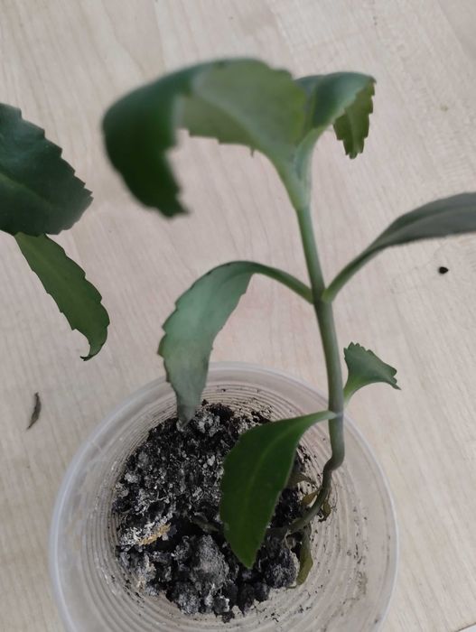 Коланхоэє продам