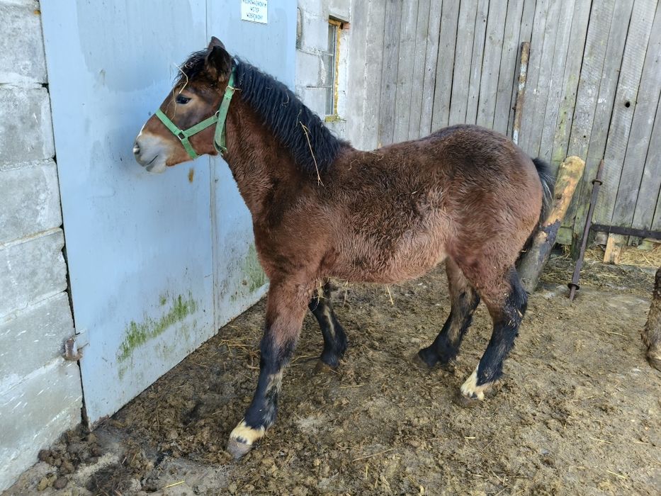 Klacz klaczki źrebaki