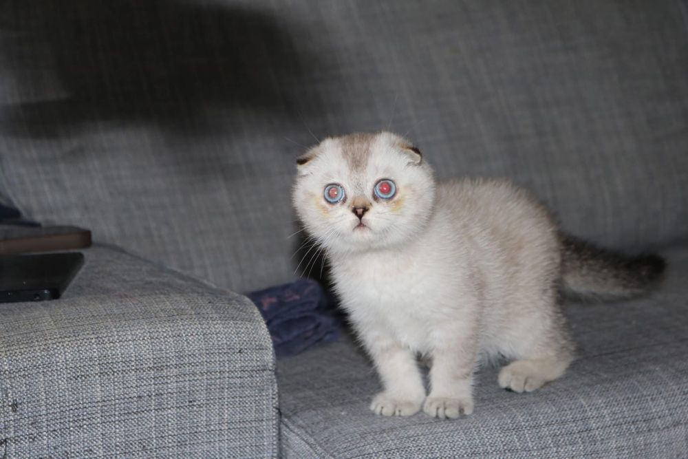 Gatinho scottish fold silver