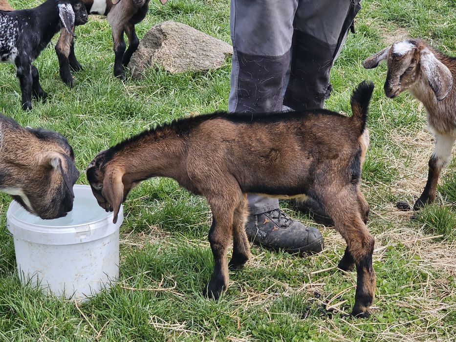Kozy anglonubijskie/koziołki