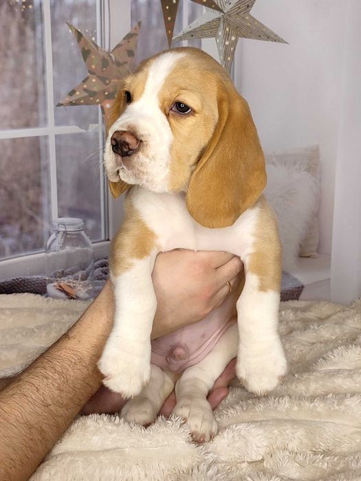 Цуценята бігля. Бігль КСУ/FCI