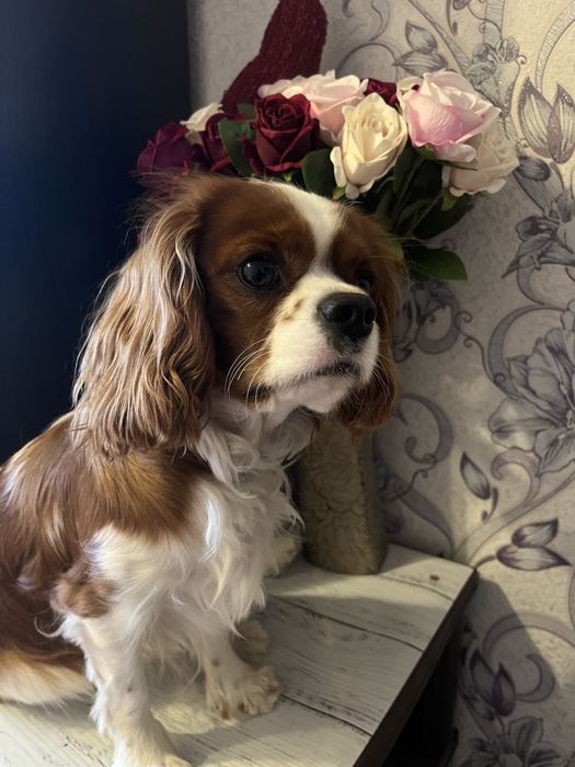 В’язка кавалер кінг чарльз спанієль