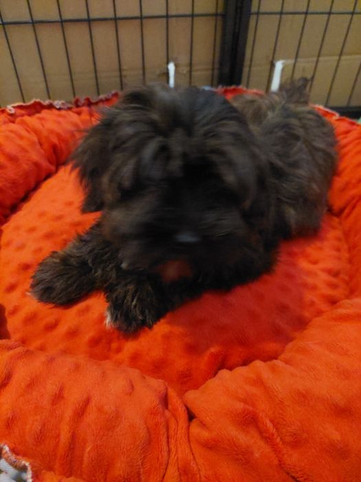 Cudowny Havanese FCI Węgrzce • OLX.pl