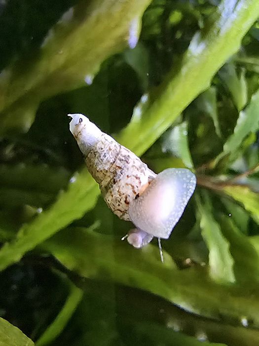 Ślimaczki świderki itp.(Katowice)