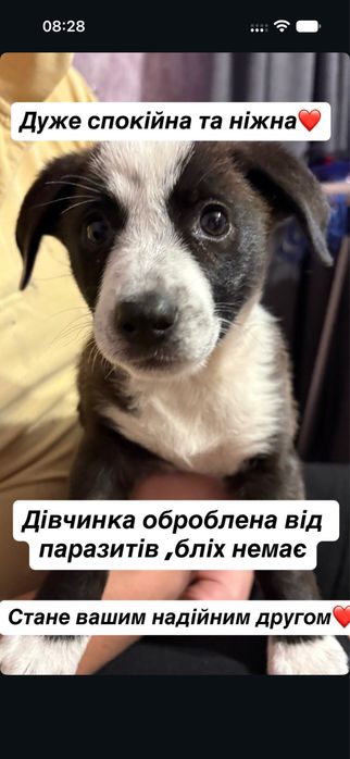 віддам песика в добрі руки