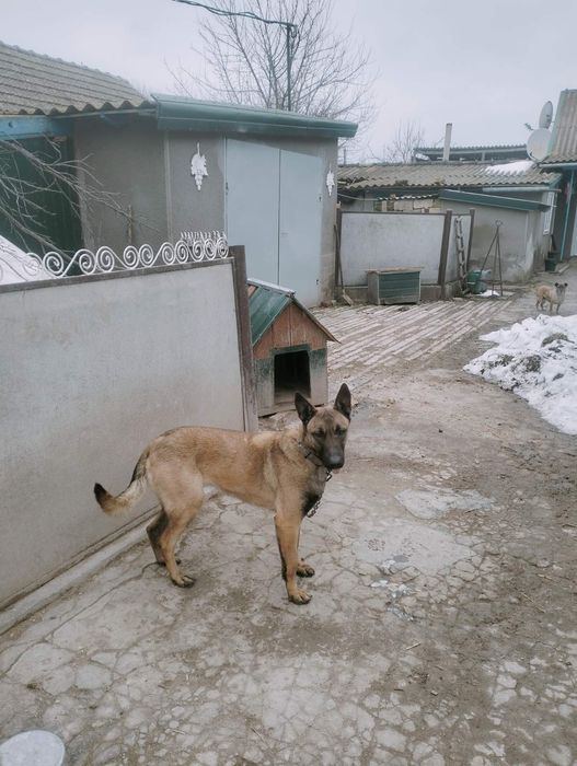 бельгийская овчарка