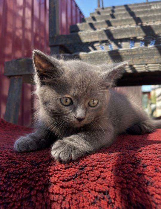 Віддаємо котиків
