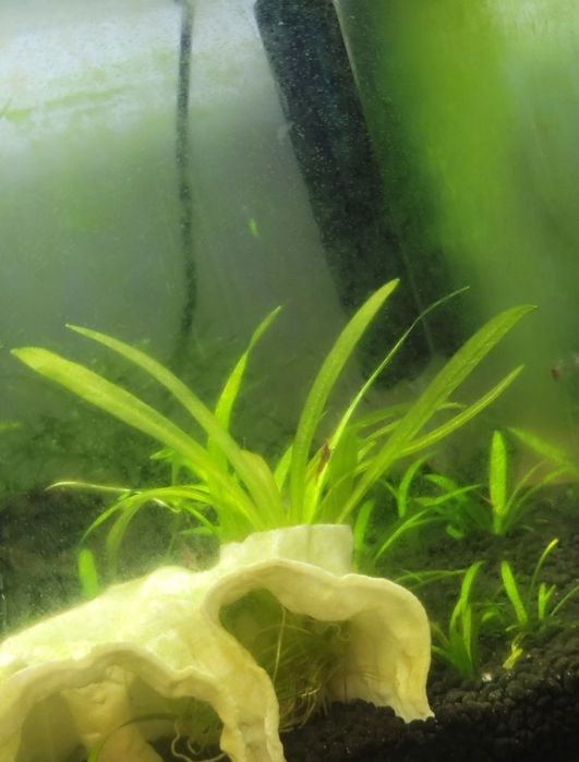 Helanthium Tenellum – Planta Natural para Aquário |  Fácil e Resistente