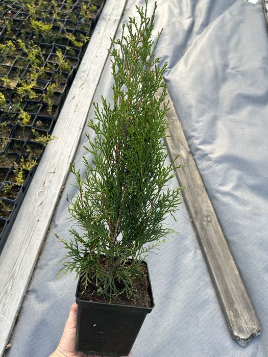Tuja szmaragd ok 60-70cm