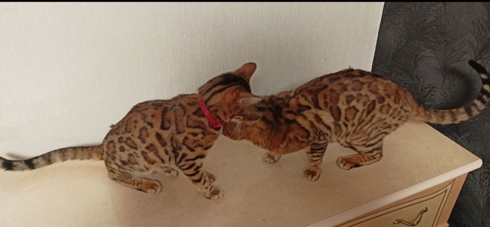 В'язка бенгальського кота