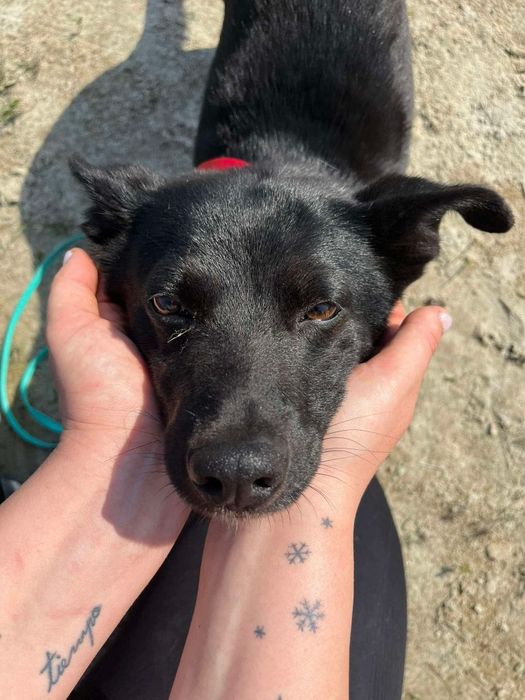 Kleszczyk - mały czarny psiak do adopcji!