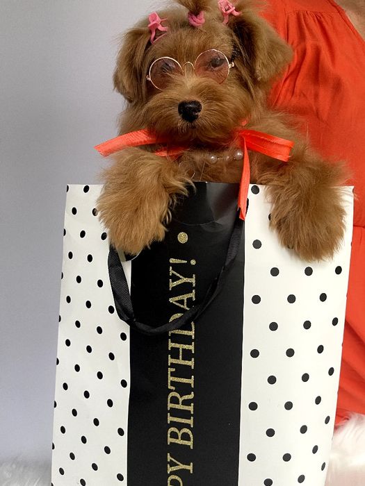 Всього 3 Чарівні Помапу