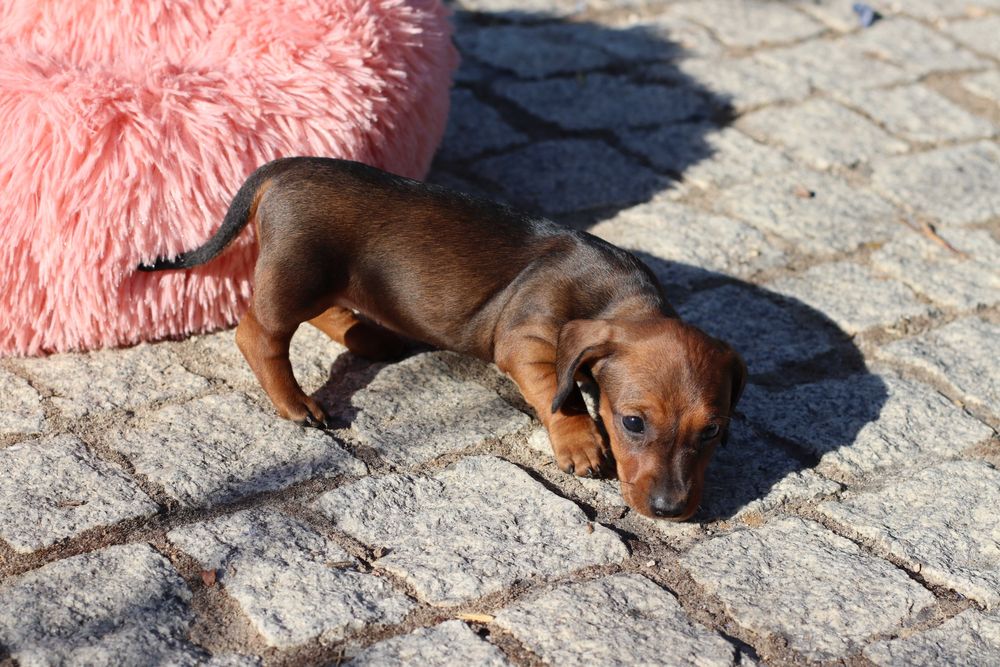 Teckel miniatura fêmea