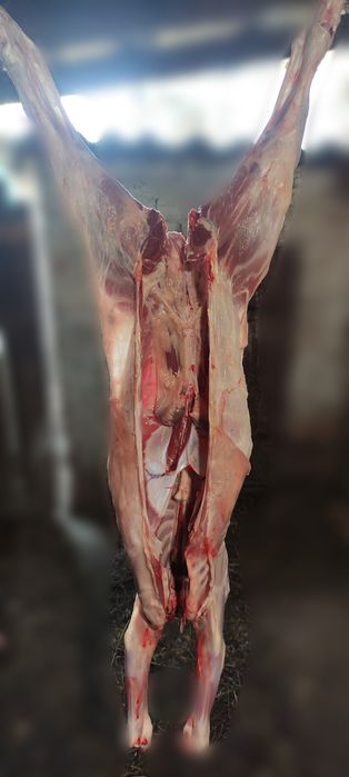 Тушка, молодої баранини,курдюк,курдючні, вівці, ягнята, м'ясо.