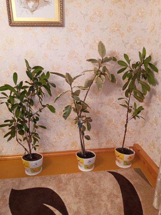 Фікус кімнатний .