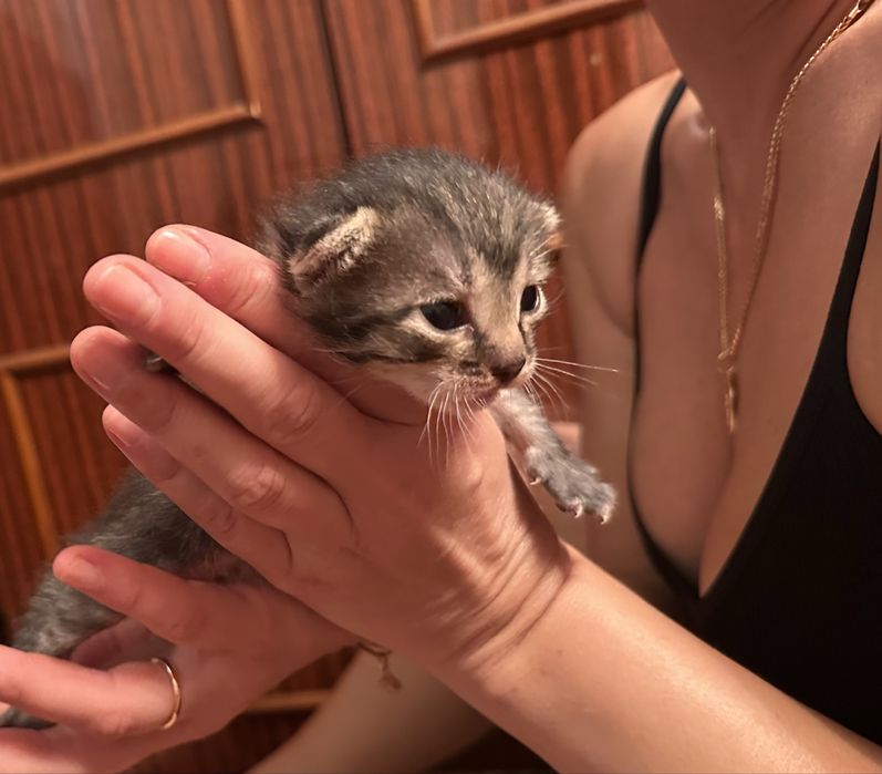 Кошеня в добрі руки