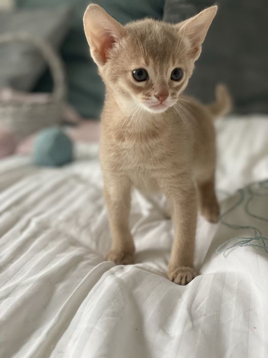 Абіссінська принцеса