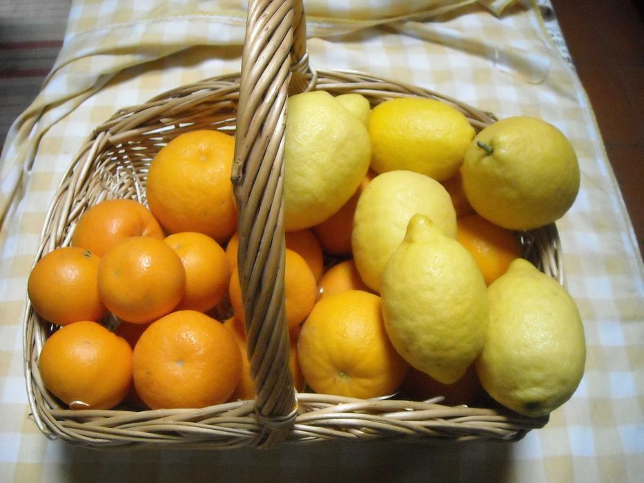 Laranjas Tangerinas Limoes Xuxus tomarilhos biologicos