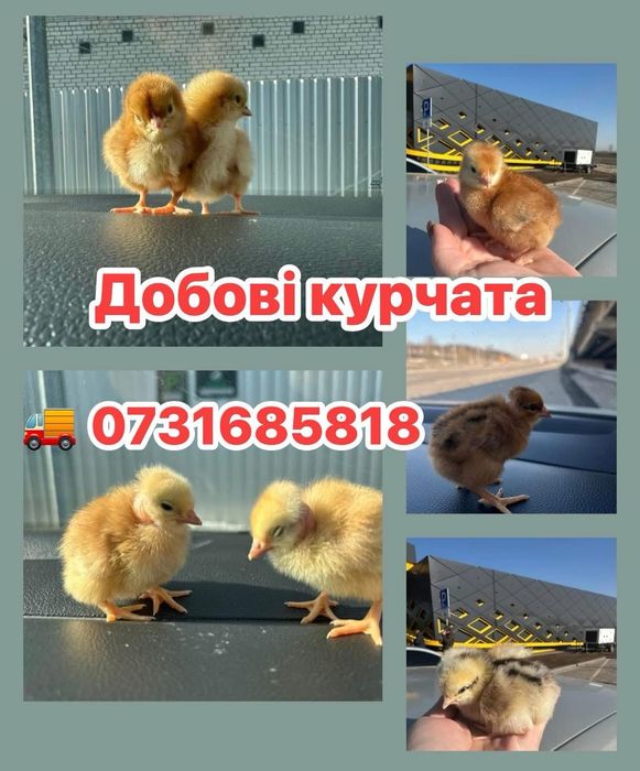 Курчата Циплята  Цыплята Несушка Суточні Півники Петухи Півні Птиця