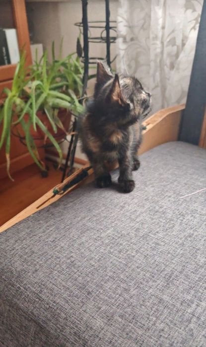 Віддам кошенят в добрі руки