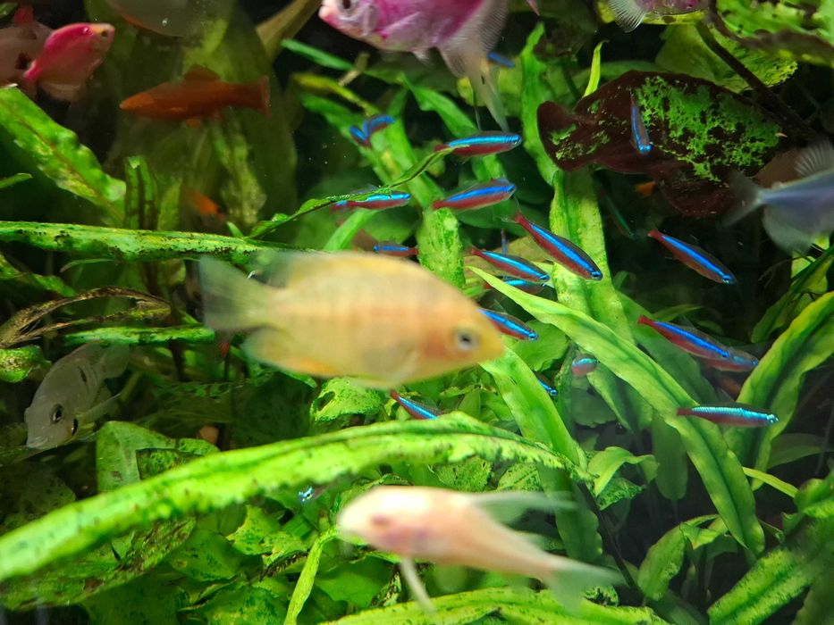 kiryski ( pstry, złoty, spiżowy)