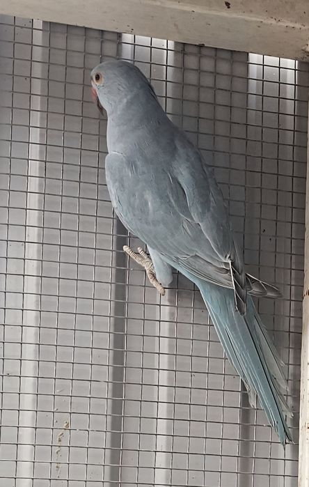 Ring neck azul canela portador cc.