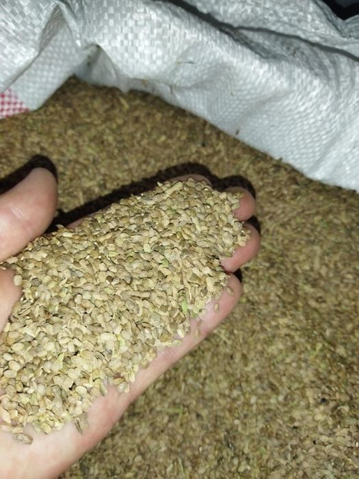 Seradela zbiór 2025