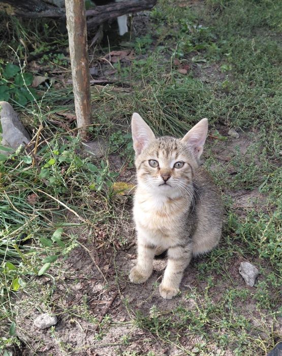 Віддам котиків в добрі руки