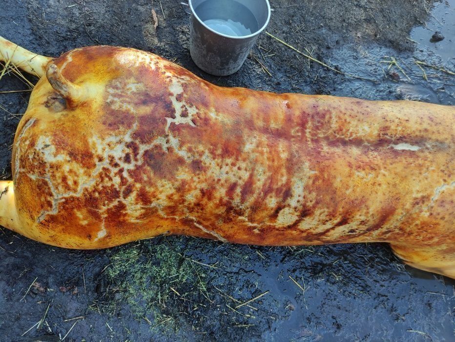 Продам сало, гарно вижарене. З домашніх свиней.