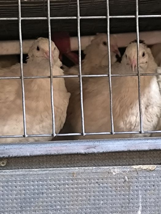 Білий техас інкубаційні яйця