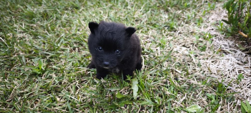 Spitz alemão anão fêmea Lulu da Pomerânia criado em ambiente familiar