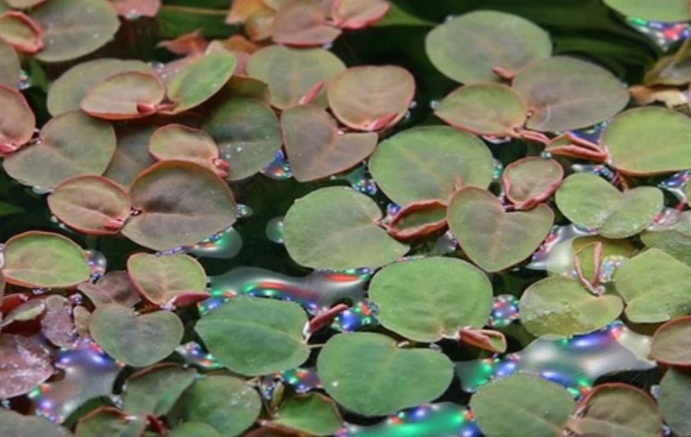 Phyllanthus fluitans