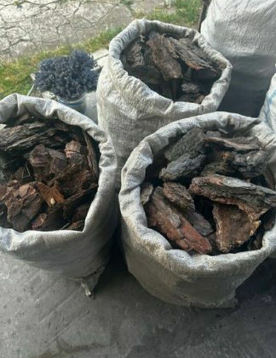 РОЖПРОДАЖ сосна кори