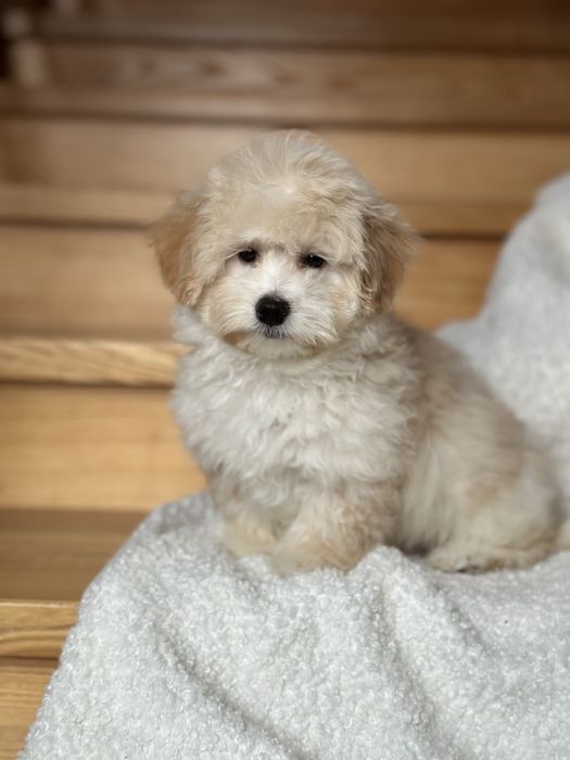 Мальтипу ф1 мини  3 месяца Кремового окраса (слоновая кость)