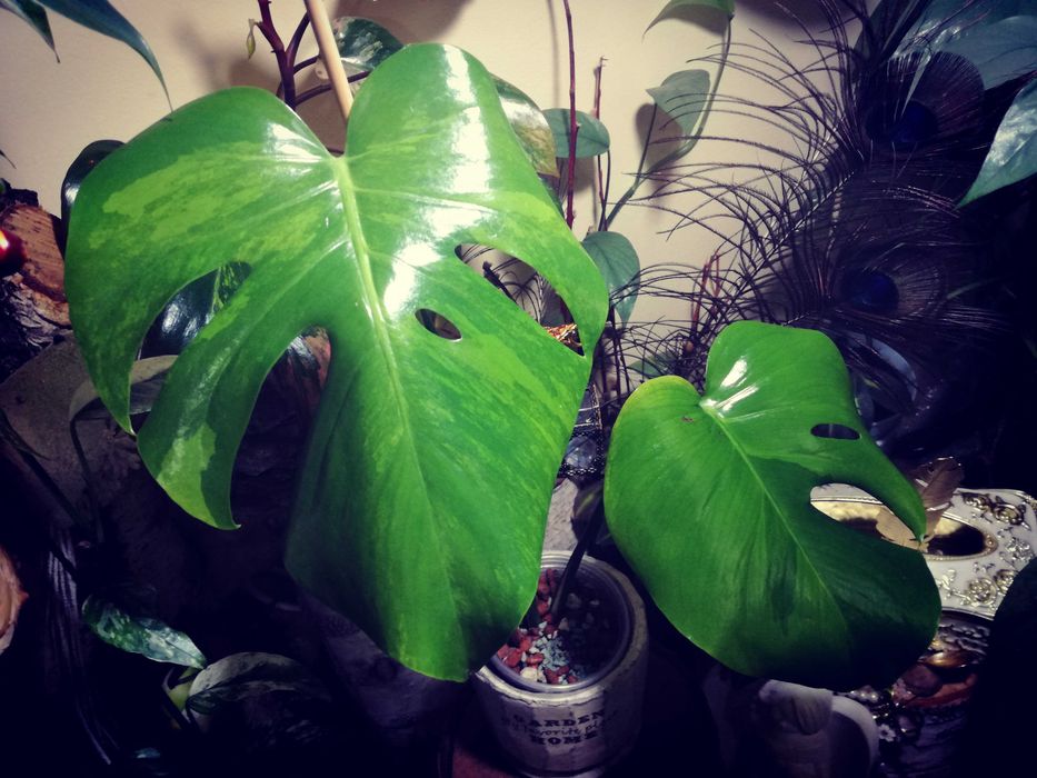 Monstera Green on Green Variegata GoG Large F philodendron filodendron