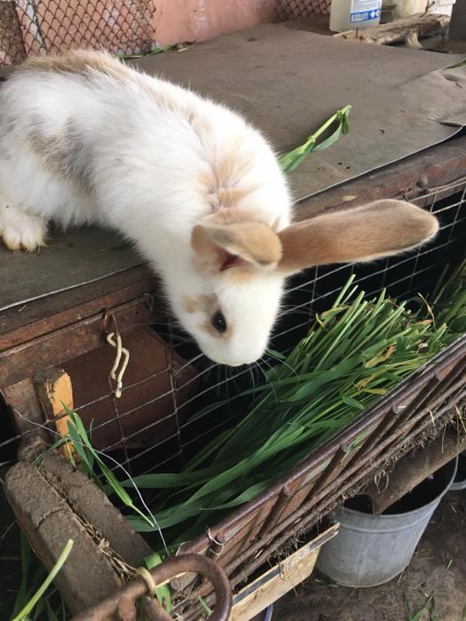 Кроли кролики молодняк