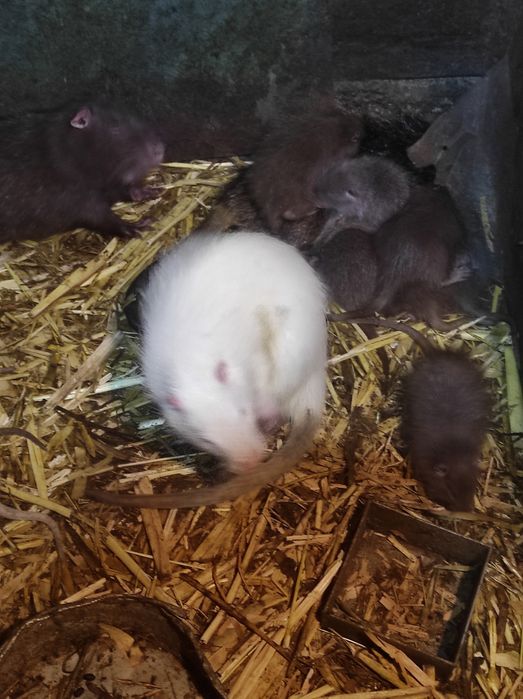 Продам сельхоз животных