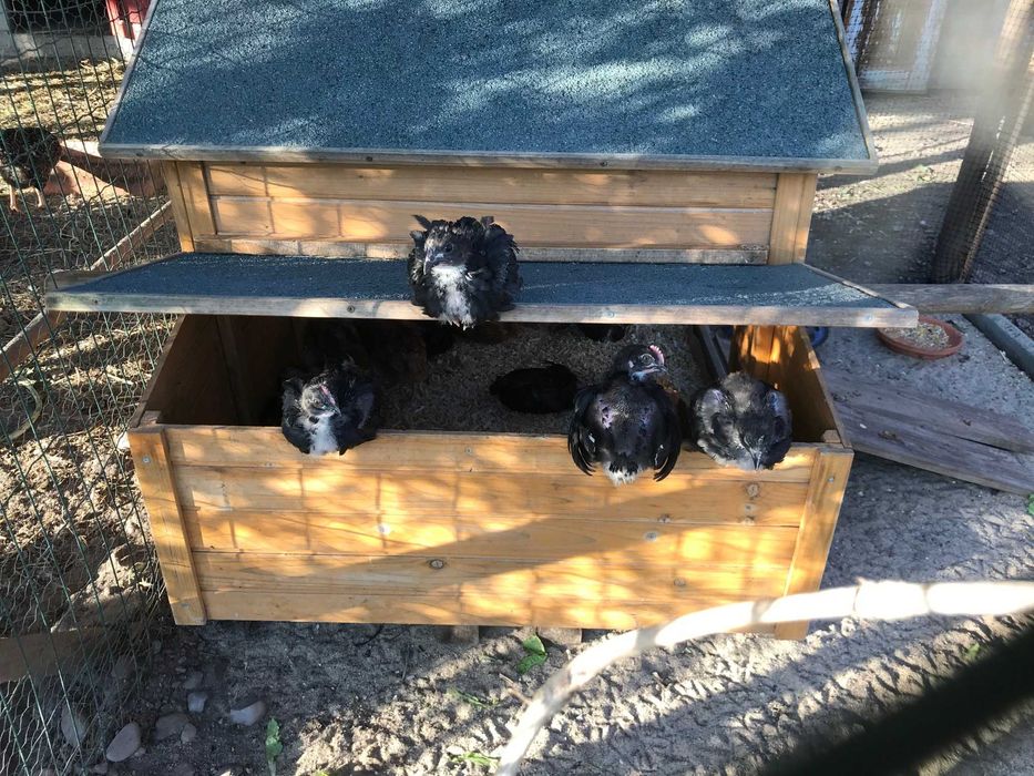 Pintos Pedrês, Preta, Amarela e Branca, raças autóctones, BIO