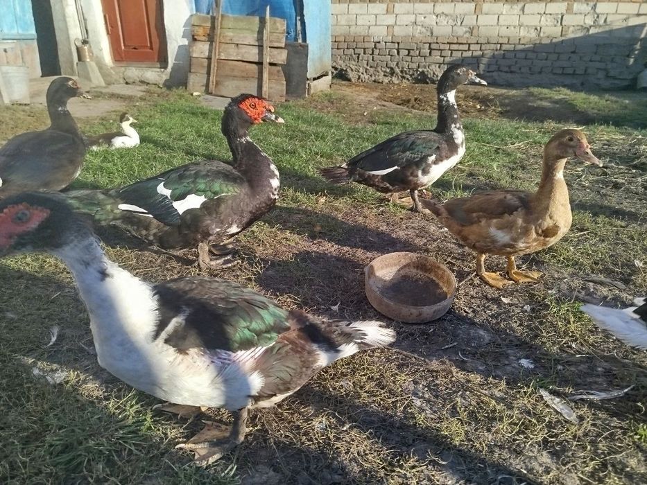 Індокачка, качур шипун, качки