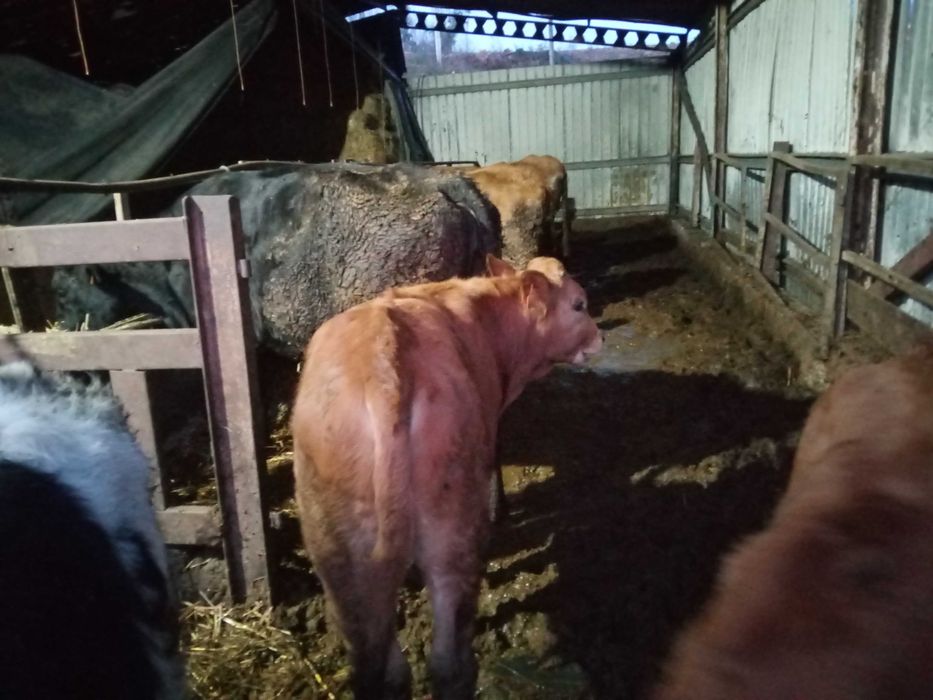 Vendo vitelos raça marinhoa