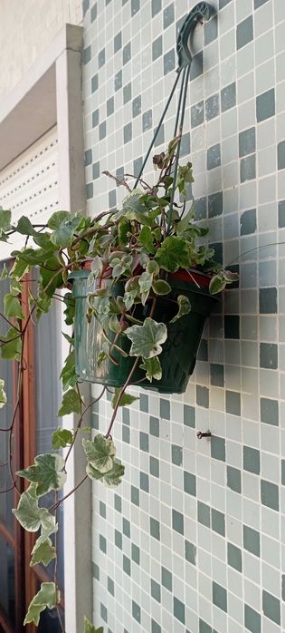 PLANTAS DE INTERIOR E  JARDIM