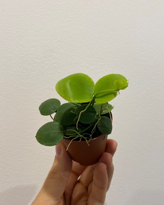 Dischidia pectinoides do terrarium