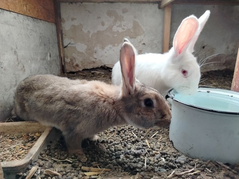 zamienie dwa samce hodowlane za samice olbrzyma belgijskiego