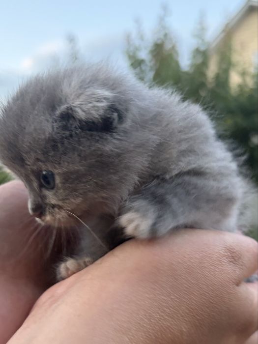 Віддам веслоухого кошеня