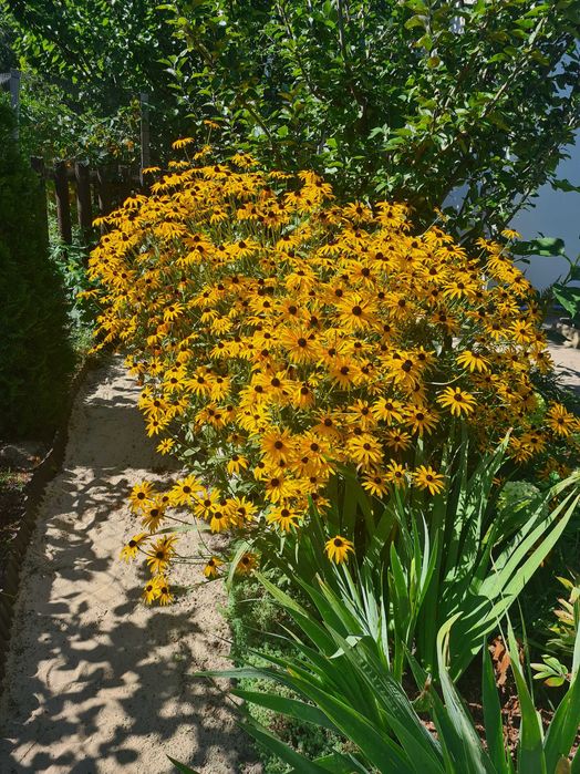 Sadzonki pięknej rudbekii