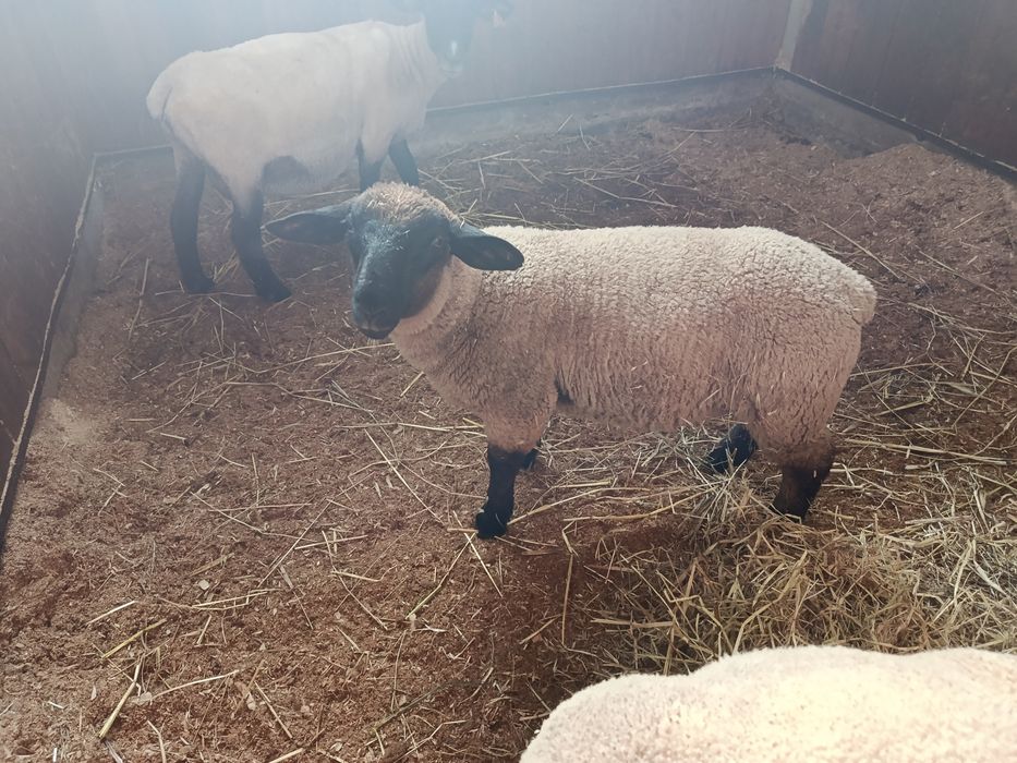 Vendo borrego!!!