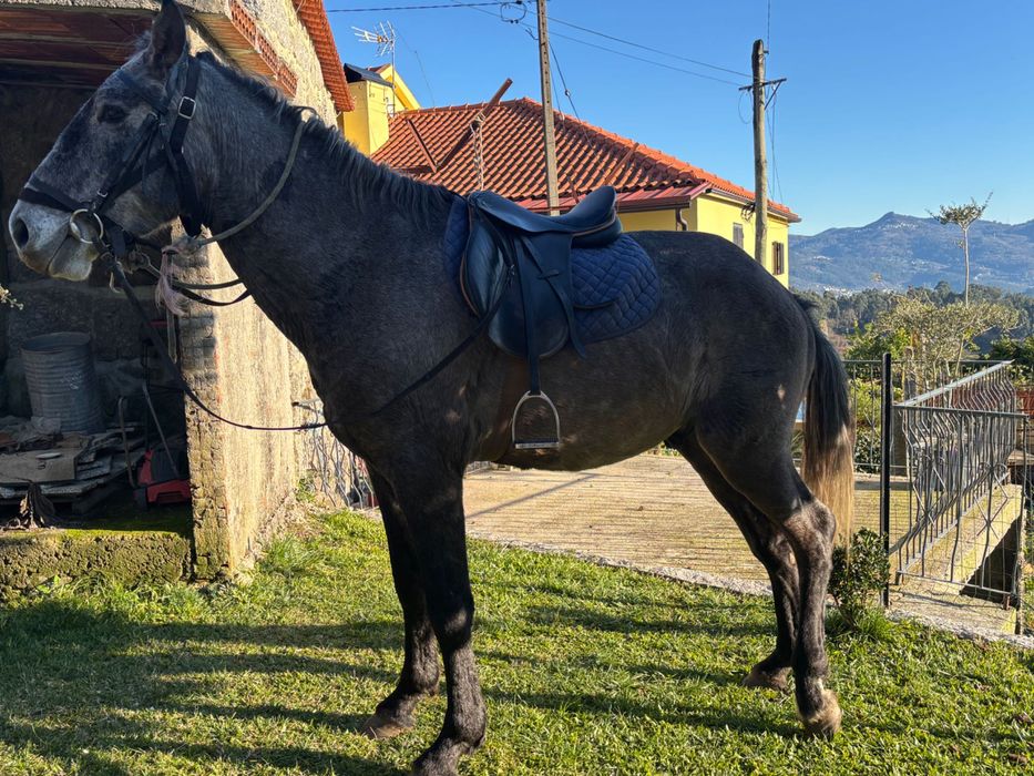 Potro cruzado inteiro